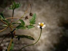 a stalk of beautiful galinsoga quadriradiata, emerging on the river bank photo