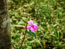 beautiful flowers bloom with a bright purple color that grow wild in the forest photo