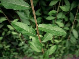 simple background of green leaves with vintage dark style photo