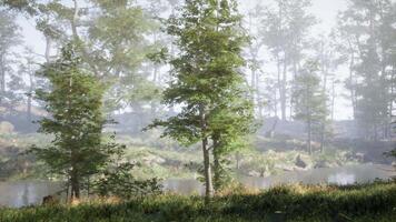 temprano Mañana a bosque ocultación en el niebla video