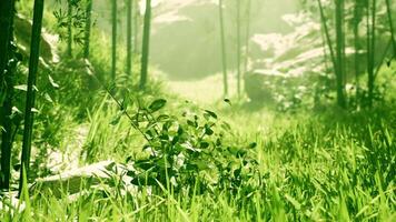 groen bamboe Woud in de ochtend- zonlicht video