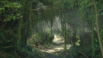 A serene forest path surrounded by tall trees video