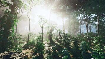 Rays of sunshine shining through palm trees in a rainforest in Bali video