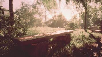 vuoto di legno panchina sotto un' albero nel autunno paesaggio video