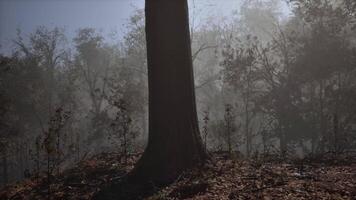 betoverd herfst Woud in mist in de ochtend- video