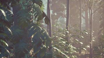 Sunlight shining in tropical jungle video