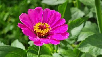 rosa zinnia fiore nel il giardino con verde le foglie sfondo. soleggiato estate giorno. video