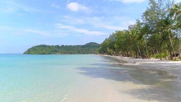 Sandy Beach with Palm Trees video