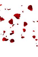 Red roses petals flying romantic overlay background photo