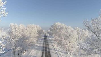 ghiaccio alberi adornano ciglio della strada video