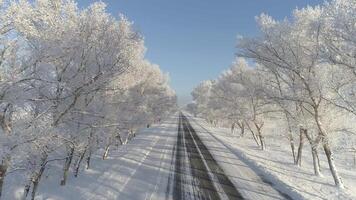 Frozen Beauty - Enchanting Ice Trees video