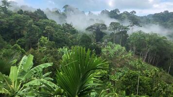 místico névoa dentro selva depois de chuva video