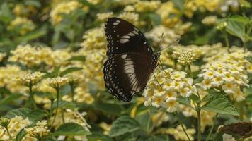 mariposa aterrizaje en un flor foto