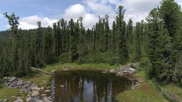 bellezza di foresta lago 3 video