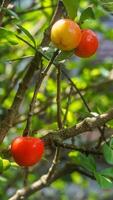 Acerola cherries have a sweet and sour taste photo