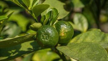 green orange fruit on the tree photo