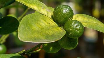 green orange fruit on the tree photo