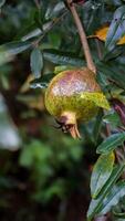 pomegranates still on the tree photo