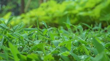 dew drops on green grass photo