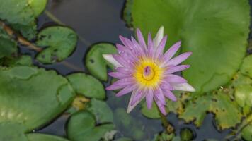 purple lotus flowers are blooming photo