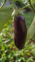 purple eggplant on the tree photo