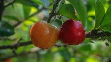 Acerola cherries have a sweet and sour taste photo