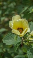 The eight o'clock flower or yolanda flower is bright yellow photo