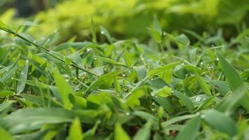 dew drops on green grass photo