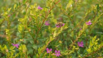 purple cuphea flower plant background photo