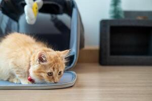 An orange kitten pretends to crouch and hunt prey in a toy house. photo