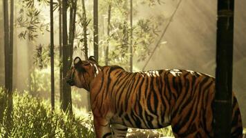 im ein Wald von Bambus ein Tiger steht immer noch mit es ist Sinne zu Spur es ist Steinbruch video