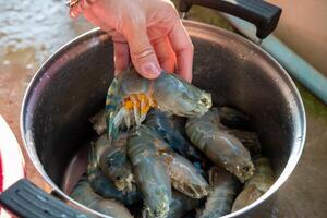 A woman's hand is arranging river prawns that have had their tentacles and limbs cut off. photo