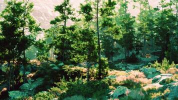 Windswept cliffs nurture towering pines on sparse soil video