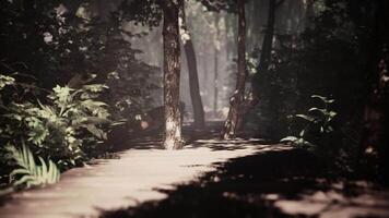 sun-drenched jungle is crossed by a winding wooden path video
