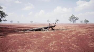 ein einsam tot Baum Stehen im ein verwüsten und unfruchtbar Feld video