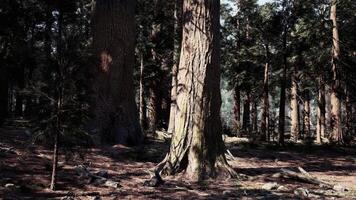 un denso bosque con alto arboles en pie en el medio de naturaleza video