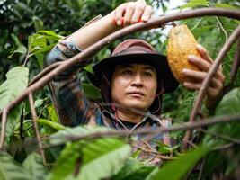 cacao granjero utilizar poda tijeras a cortar el cacao vainas o Fruta maduro amarillo cacao desde el cacao árbol. cosecha el agrícola cacao negocio produce. foto