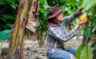 Cocoa farmer use pruning shears to cut the cocoa pods or fruit ripe yellow cacao from the cacao tree. Harvest the agricultural cocoa business produces. photo