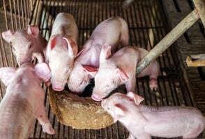 semana de edad recién nacido lechones son pelea a comer comida en un cerdo granja foto