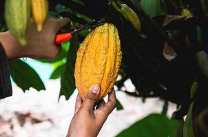 Close-up hands of a cocoa farmer use pruning shears to cut the cocoa pods or fruit ripe yellow cacao from the cacao tree. Harvest the agricultural cocoa business produces. photo