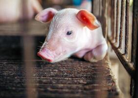 A week-old piglet cute newborn on the pig farm with other piglets, Close-up photo