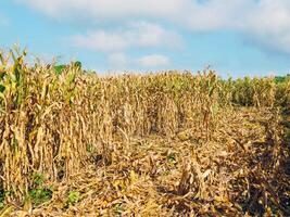 corn field during harvest and blue sky,Dry corn fields ready for harvest photo