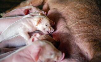 de cerca de pequeño masas cerdito Bebiendo Leche desde pecho en el granja, una semana de edad recién nacido cerdito es mamón desde sus madre en cerdo granja foto