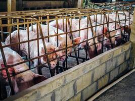 Close-up of Pig in stable, Pig Breeding farm in cage swine business in tidy.Big pig on a farm in a pigsty, young big domestic pig at animal farm photo