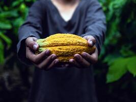 agricultura amarillo maduro cacao vainas en el manos de un chico agricultor, cosechado en un cacao plantación foto