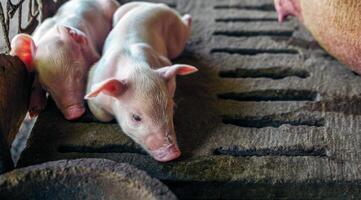 A week-old piglet cute newborn on the pig farm with other piglets, Close-up photo
