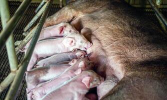 un semana de edad recién nacido cerdito es mamón desde sus madre en cerdo granja, primer plano de pequeño masas cerdito Bebiendo Leche desde pecho en el granja foto