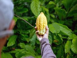 agricultura amarillo maduro cacao vainas en el manos de un chico agricultor, cosechado en un cacao plantación foto