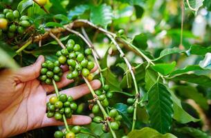 Raw coffee beans in hands,arabica coffee berries with agriculturist hands, Raw green coffee beans  in hand farmer, fresh coffee, raw green berry branch, agriculture on coffee tree photo