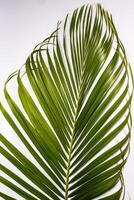 fresh green palm leaves on a white background photo